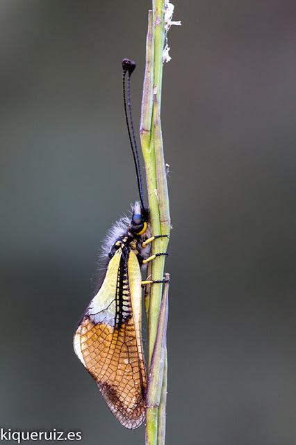 La libélula mariposa La libélula mariposa