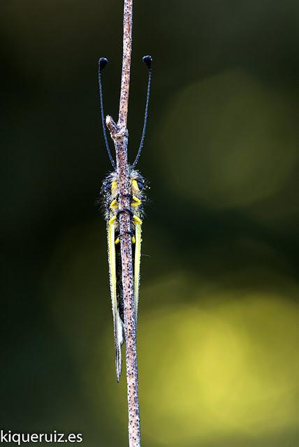 La libélula mariposa La libélula mariposa