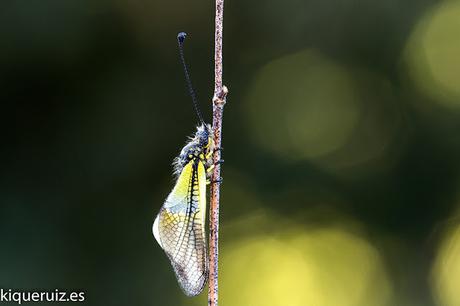 La libélula mariposa La libélula mariposa