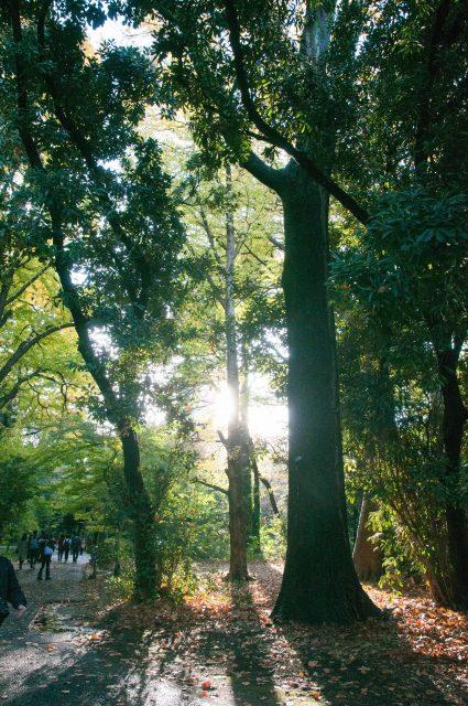 Shinjuku Gyoen