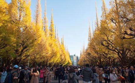 Colores del otoño en Tokyo (紅葉) icho namiki
