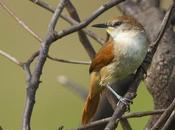 Curutié colorado (Yellow-throated Spinetail) Certhiaxis cinnamomea