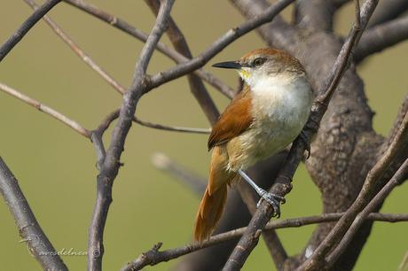 Curutié colorado (Yellow-throated Spinetail) Certhiaxis cinnamomea