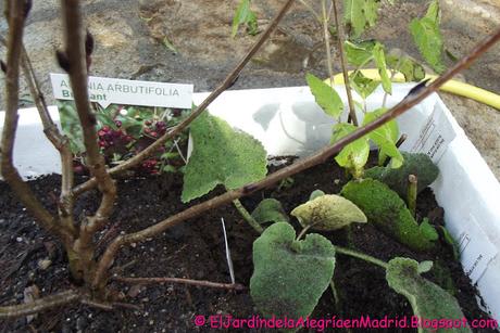 Como conservar las plantas hasta el momento de la plantación Como conservar las plantas hasta el momento de la plantación
