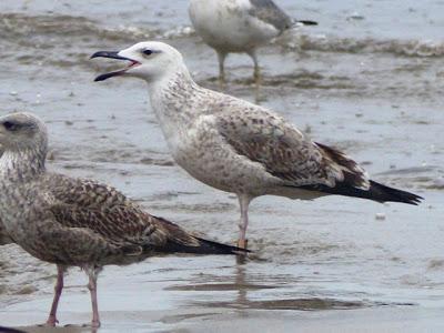 Una gaviota cáspica de Alemania Una gaviota cáspica de Alemania