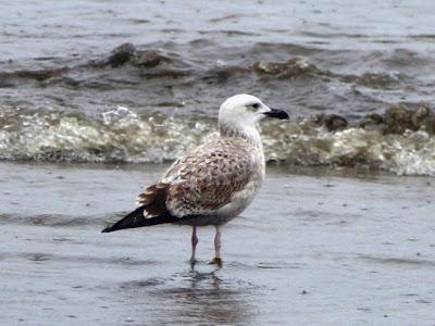 Una gaviota cáspica de Alemania Una gaviota cáspica de Alemania