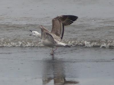 Una gaviota cáspica de Alemania Una gaviota cáspica de Alemania