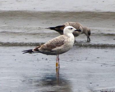 Una gaviota cáspica de Alemania Una gaviota cáspica de Alemania