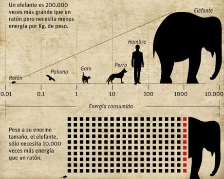 Cómo menguar al hombre menguante