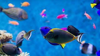 Ressenya de “L’aquari” de David Vann