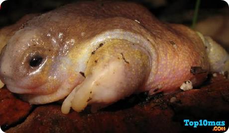 Rana Tortuga rana-tortuga-entre-top-10-ranas-mas-raras-del-mundo