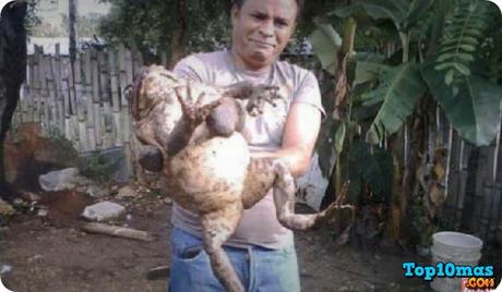 Rana Goliat Rana-Goliat-entre-top-10-ranas-mas-raras-del-mundo