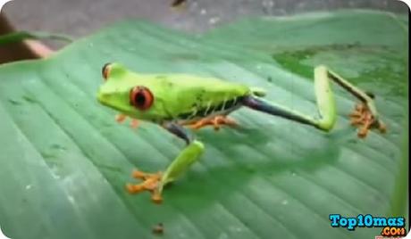 Ranas Punta de Flecha ranas-punta-de-flecha-entre-top-10-ranas-mas-raras-del-mundo