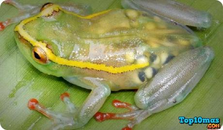 Rana Transparente rana-transparente-entre-top-10-ranas-mas-raras-del-mundo