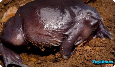 Rana Púrpura rana-púrpura-entre-top-10-ranas-mas-raras-del-mundo