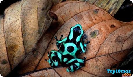 Rana Arlequín rana-arlequín-entre-top-10-ranas-mas-raras-del-mundo