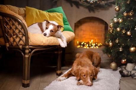 Cómo evitar que la Navidad estrese a tu mascota mascotas estrés navidad visitas