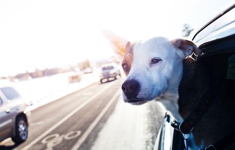 Cómo evitar que la Navidad estrese a tu mascota mascotas estrés navidad viaje