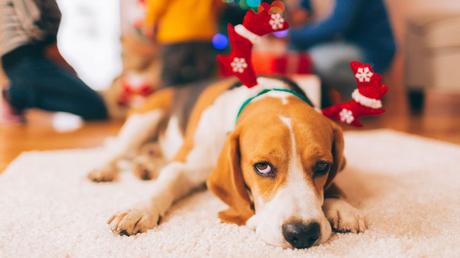 Cómo evitar que la Navidad estrese a tu mascota Cómo evitar que la Navidad estrese a tu mascota