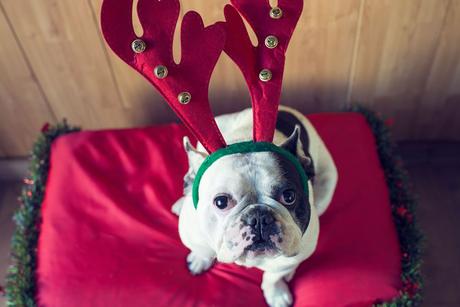 mascotas estrés navidad disfraces