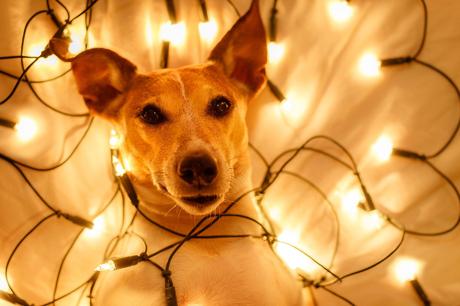 Cómo evitar que la Navidad estrese a tu mascota mascotas estrés navidad adornos