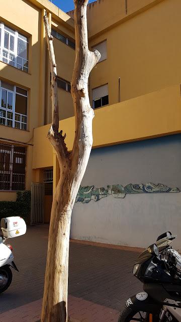 Proyecto árbol- fase bocetos