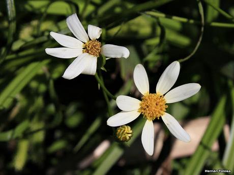 (Senecio tweediei) (Senecio tweediei)