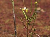 (Senecio tweediei)