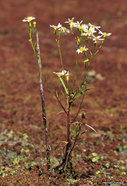 (Senecio tweediei)