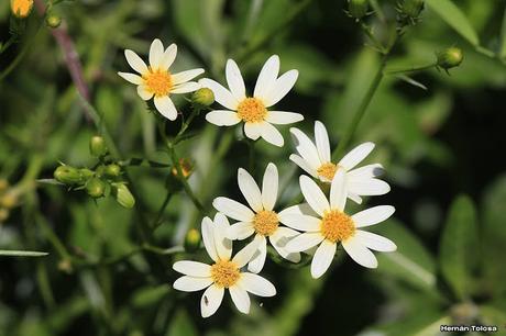 (Senecio tweediei) (Senecio tweediei)