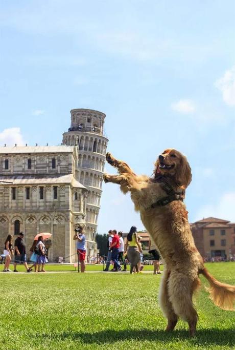 Los memes más disparatados sobre la Torre de Pisa Perro en la torre de Pisa