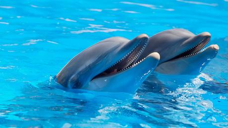 Encuentran signos patológicos de Alzheimer en los delfines