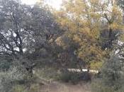robles encinas