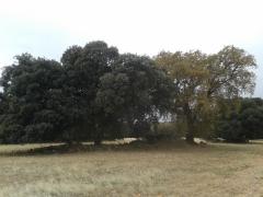 De robles y encinas De robles y encinas