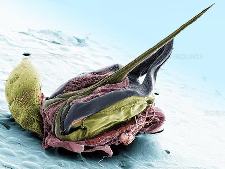 EL AGUIJÓN DE LA ABEJA - THE BEE STINGER. EL AGUIJÓN DE LA ABEJA - THE BEE STINGER.