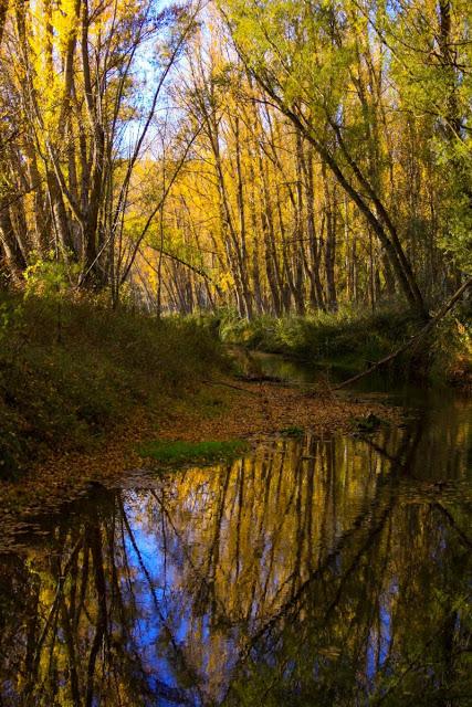 CONCURSO EL OTOÑO SABE BIEN. FINALISTAS CONCURSO EL OTOÑO SABE BIEN. FINALISTAS