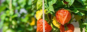 El tamaño sí importa, al menos cuando se trata de la fertilidad masculina Ginseng indio: ¿podría Ashwagandha tratar su disfunción eréctil?