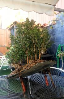 Bosque de Buxus Sempervirens: mantenimiento Bosque de Buxus Sempervirens: mantenimiento