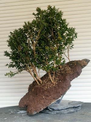 Bosque de Buxus Sempervirens: mantenimiento Bosque de Buxus Sempervirens: mantenimiento