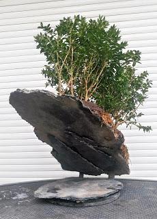 Bosque de Buxus Sempervirens: mantenimiento Bosque de Buxus Sempervirens: mantenimiento