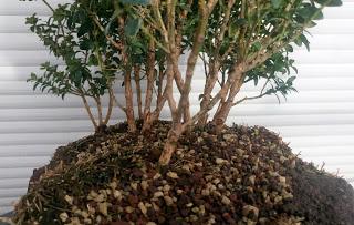Bosque de Buxus Sempervirens: mantenimiento Bosque de Buxus Sempervirens: mantenimiento