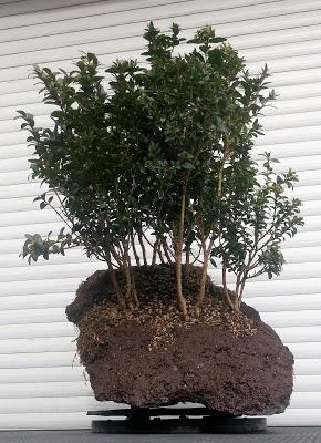 Bosque de Buxus Sempervirens: mantenimiento Bosque de Buxus Sempervirens: mantenimiento