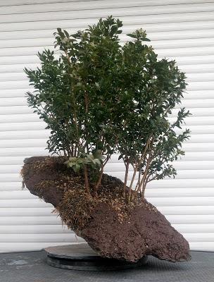 Bosque de Buxus Sempervirens: mantenimiento