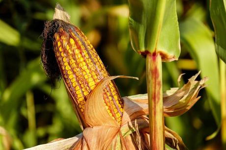 España, en cabeza en el cultivo de transgénicos