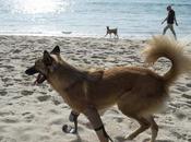 dramática historia Cola, #perro #tailandés #prótesis Oscar Pistorius