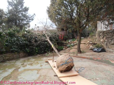 Cómo trasplantar un árbol o arbusto grande y consolidado con zanja y poda de raíces Cómo trasplantar un árbol o arbusto grande y consolidado con zanja y poda de raíces