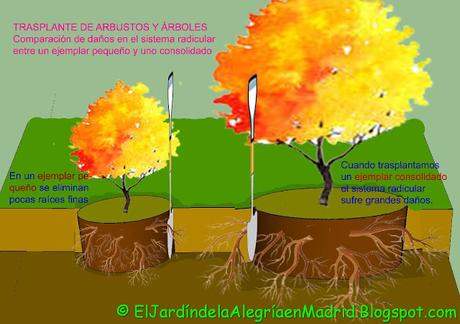 Cómo trasplantar un árbol o arbusto grande y consolidado con zanja y poda de raíces Cómo trasplantar un árbol o arbusto grande y consolidado con zanja y poda de raíces
