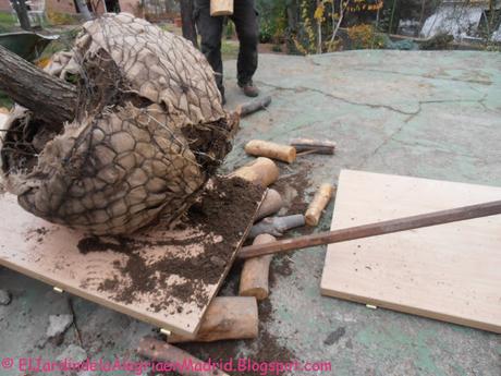 Cómo trasplantar un árbol o arbusto grande y consolidado con zanja y poda de raíces Cómo trasplantar un árbol o arbusto grande y consolidado con zanja y poda de raíces