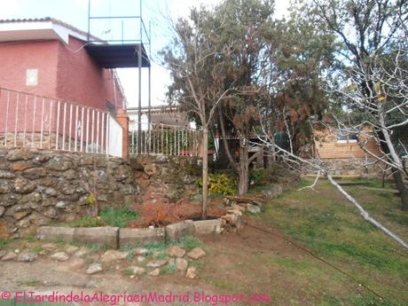 Cómo trasplantar un árbol o arbusto grande y consolidado con zanja y poda de raíces Cómo trasplantar un árbol o arbusto grande y consolidado con zanja y poda de raíces