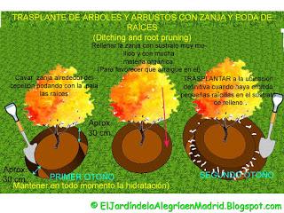 Cómo trasplantar un árbol o arbusto grande y consolidado con zanja y poda de raíces Cómo trasplantar un árbol o arbusto grande y consolidado con zanja y poda de raíces